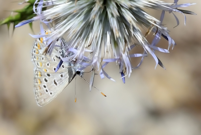 <i class='fa fa-user'></i>&nbsp;josephine&nbsp;|  Mediterraans Icarusblauwtje&nbsp; <i class='fa fa-eye'>&nbsp;71</i> &nbsp;<i class='fa fa-thumbs-up'>&nbsp;3</i> &nbsp; <i class='fa fa-comment-o'>&nbsp;6</i>