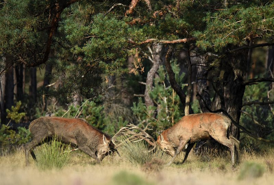 <i class='fa fa-user'></i>&nbsp;robert-jan&nbsp;|  Edelhert&nbsp; <i class='fa fa-eye'>&nbsp;116</i> &nbsp; <i class='fa fa-comment-o'>&nbsp;4</i>