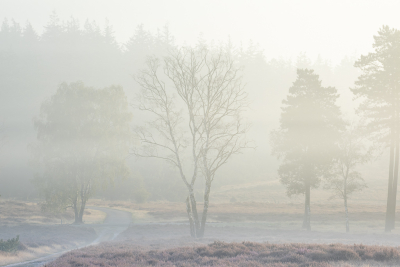 <i class='fa fa-user'></i>&nbsp;ErnovanDoorn&nbsp;|  Mist&nbsp; <i class='fa fa-eye'>&nbsp;78</i> &nbsp;<i class='fa fa-thumbs-up'>&nbsp;4</i> &nbsp; <i class='fa fa-comment-o'>&nbsp;4</i>