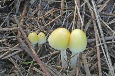 <i class='fa fa-user'></i>&nbsp;Niek Oele&nbsp;|  Dooiergele Mestzwam&nbsp; <i class='fa fa-eye'>&nbsp;56</i> &nbsp; <i class='fa fa-comment-o'>&nbsp;4</i>