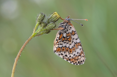 <i class='fa fa-user'></i>&nbsp;Johan van Gurp&nbsp;|  Veldparelmoervlinder&nbsp; <i class='fa fa-eye'>&nbsp;71</i> &nbsp;<i class='fa fa-thumbs-up'>&nbsp;4</i> &nbsp; <i class='fa fa-comment-o'>&nbsp;2</i>
