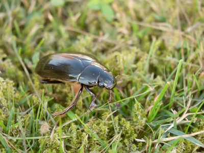 <i class='fa fa-user'></i>&nbsp;Truus Aletta Maan&nbsp;|  Grote Spinnende Watertor&nbsp; <i class='fa fa-eye'>&nbsp;52</i> &nbsp; <i class='fa fa-comment-o'>&nbsp;2</i>