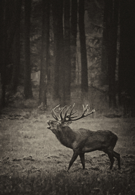 <i class='fa fa-user'></i>&nbsp;nelappelmelk&nbsp;|  Edelhert&nbsp; <i class='fa fa-eye'>&nbsp;123</i> &nbsp;<i class='fa fa-thumbs-up'>&nbsp;4</i> &nbsp; <i class='fa fa-comment-o'>&nbsp;8</i>