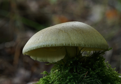 <i class='fa fa-user'></i>&nbsp;Ben Aalders&nbsp;|  Gewone Hertenzwam&nbsp; <i class='fa fa-eye'>&nbsp;63</i> &nbsp;<i class='fa fa-thumbs-up'>&nbsp;1</i> &nbsp; <i class='fa fa-comment-o'>&nbsp;5</i>