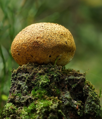 <i class='fa fa-user'></i>&nbsp;Ben Aalders&nbsp;|  Gele Aardappelbovist&nbsp; <i class='fa fa-eye'>&nbsp;50</i> &nbsp;<i class='fa fa-thumbs-up'>&nbsp;2</i> &nbsp; <i class='fa fa-comment-o'>&nbsp;2</i>