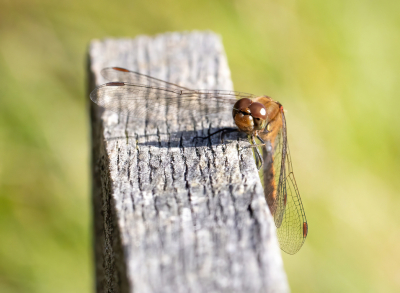 <i class='fa fa-user'></i>&nbsp;JohnSaxofoon&nbsp;|  Bruinrode Heidelibel&nbsp; <i class='fa fa-eye'>&nbsp;50</i> &nbsp; <i class='fa fa-comment-o'>&nbsp;0</i>