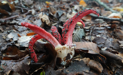 <i class='fa fa-user'></i>&nbsp;nelappelmelk&nbsp;|  Inktviszwam&nbsp; <i class='fa fa-eye'>&nbsp;90</i> &nbsp;<i class='fa fa-thumbs-up'>&nbsp;3</i> &nbsp; <i class='fa fa-comment-o'>&nbsp;5</i>