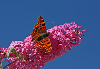 <i class='fa fa-user'></i>&nbsp;Cor&nbsp;|  Gehakkelde Aurelia&nbsp; <i class='fa fa-eye'>&nbsp;65</i> &nbsp; <i class='fa fa-comment-o'>&nbsp;4</i>