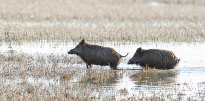 <i class='fa fa-user'></i>&nbsp;Marie-Jos� Boon&nbsp;|  Wild Zwijn&nbsp; <i class='fa fa-eye'>&nbsp;105</i> &nbsp;<i class='fa fa-thumbs-up'>&nbsp;4</i> &nbsp; <i class='fa fa-comment-o'>&nbsp;4</i>