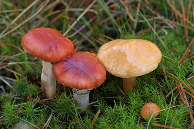 <i class='fa fa-user'></i>&nbsp;Jelle Bakker&nbsp;|  Roze Spijkerzwam&nbsp; <i class='fa fa-eye'>&nbsp;40</i> &nbsp; <i class='fa fa-comment-o'>&nbsp;1</i>