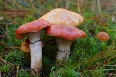 <i class='fa fa-user'></i>&nbsp;Jelle Bakker&nbsp;|  Roze Spijkerzwam&nbsp; <i class='fa fa-eye'>&nbsp;47</i> &nbsp; <i class='fa fa-comment-o'>&nbsp;1</i>