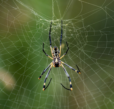 <i class='fa fa-user'></i> JohnSaxofoon | Trichonephila senegalensis  <i class='fa fa-eye'> 53</i>   <i class='fa fa-comment-o'> 3</i>