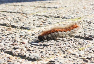 <i class='fa fa-user'></i>&nbsp;Jovanzo&nbsp;|  Veelvraat&nbsp; <i class='fa fa-eye'>&nbsp;44</i> &nbsp; <i class='fa fa-comment-o'>&nbsp;0</i>