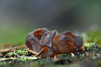 <i class='fa fa-user'></i>&nbsp;Eric Gibcus&nbsp;|  Stekeltrilzwam&nbsp; <i class='fa fa-eye'>&nbsp;52</i> &nbsp;<i class='fa fa-thumbs-up'>&nbsp;1</i> &nbsp; <i class='fa fa-comment-o'>&nbsp;3</i>