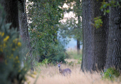 <i class='fa fa-user'></i>&nbsp;robert-jan&nbsp;|  Ree&nbsp; <i class='fa fa-eye'>&nbsp;74</i> &nbsp; <i class='fa fa-comment-o'>&nbsp;0</i>