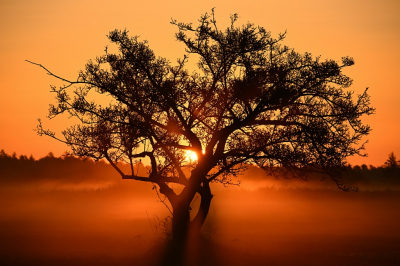 <i class='fa fa-user'></i>&nbsp;Arne Bakker&nbsp;|  Zonsopgang&nbsp; <i class='fa fa-eye'>&nbsp;62</i> &nbsp;<i class='fa fa-thumbs-up'>&nbsp;5</i> &nbsp; <i class='fa fa-comment-o'>&nbsp;6</i>