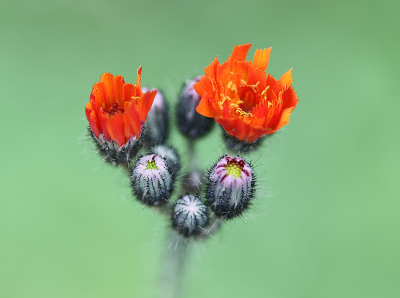 <i class='fa fa-user'></i>&nbsp;Paul Vandebroek&nbsp;|  Oranje Havikskruid&nbsp; <i class='fa fa-eye'>&nbsp;53</i> &nbsp;<i class='fa fa-thumbs-up'>&nbsp;1</i> &nbsp; <i class='fa fa-comment-o'>&nbsp;3</i>