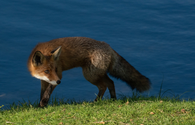 <i class='fa fa-user'></i>&nbsp;Eef Kieft&nbsp;|  Vos&nbsp; <i class='fa fa-eye'>&nbsp;95</i> &nbsp;<i class='fa fa-thumbs-up'>&nbsp;4</i> &nbsp; <i class='fa fa-comment-o'>&nbsp;8</i>