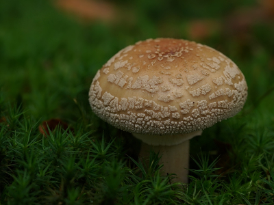 Deze stond een eindje van het pad, het was even zoeken naar een naam maar uiteindelijk er een gevonden in het paddenstoelenbestand van Nederpix.