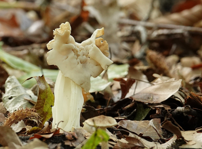 <i class='fa fa-user'></i>&nbsp;Ben Aalders&nbsp;|  Witte Kluifzwam&nbsp; <i class='fa fa-eye'>&nbsp;48</i> &nbsp; <i class='fa fa-comment-o'>&nbsp;6</i>