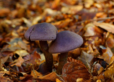 <i class='fa fa-user'></i>&nbsp;Jelle Bakker&nbsp;|  Violette Gordijnzwam&nbsp; <i class='fa fa-eye'>&nbsp;54</i> &nbsp;<i class='fa fa-thumbs-up'>&nbsp;3</i> &nbsp; <i class='fa fa-comment-o'>&nbsp;3</i>