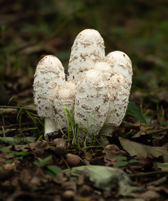 <i class='fa fa-user'></i>&nbsp;Truus Aletta Maan&nbsp;|  Geschubde Inktzwam&nbsp; <i class='fa fa-eye'>&nbsp;56</i> &nbsp;<i class='fa fa-thumbs-up'>&nbsp;6</i> &nbsp; <i class='fa fa-comment-o'>&nbsp;4</i>