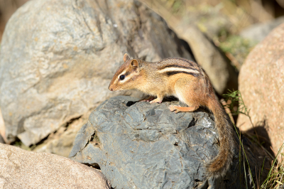 <i class='fa fa-user'></i>&nbsp;Jan Luit&nbsp;|  Gestreepte Grondeekhoorn&nbsp; <i class='fa fa-eye'>&nbsp;77</i> &nbsp; <i class='fa fa-comment-o'>&nbsp;2</i>