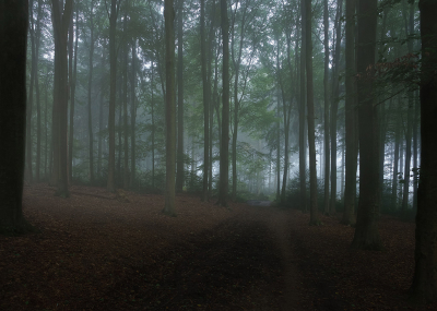 <i class='fa fa-user'></i>&nbsp;Jurgen Maassen&nbsp;|  Nevelachtig sfeertje&nbsp; <i class='fa fa-eye'>&nbsp;63</i> &nbsp;<i class='fa fa-thumbs-up'>&nbsp;1</i> &nbsp; <i class='fa fa-comment-o'>&nbsp;1</i>