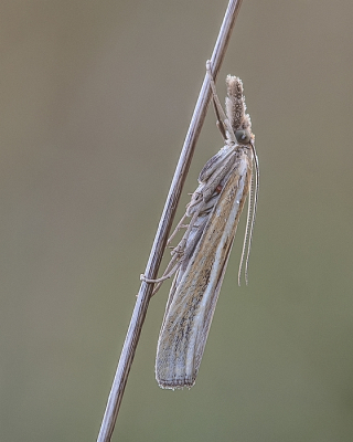 <i class='fa fa-user'></i>&nbsp;Johan van Gurp&nbsp;|  Variabele Grasmot&nbsp; <i class='fa fa-eye'>&nbsp;53</i> &nbsp;<i class='fa fa-thumbs-up'>&nbsp;2</i> &nbsp; <i class='fa fa-comment-o'>&nbsp;1</i>