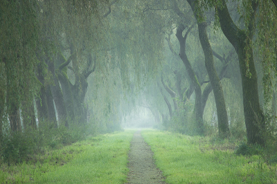 <i class='fa fa-user'></i>&nbsp;ErnovanDoorn&nbsp;|  Wilgenpad in de mist&nbsp; <i class='fa fa-eye'>&nbsp;71</i> &nbsp; <i class='fa fa-comment-o'>&nbsp;4</i>