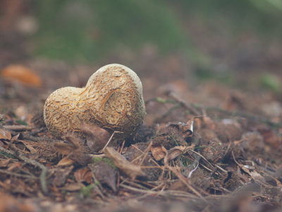 <i class='fa fa-user'></i>&nbsp;susan meijnders&nbsp;|  Gele Aardappelbovist&nbsp; <i class='fa fa-eye'>&nbsp;53</i> &nbsp;<i class='fa fa-thumbs-up'>&nbsp;1</i> &nbsp; <i class='fa fa-comment-o'>&nbsp;6</i>