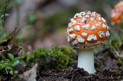 <i class='fa fa-user'></i>&nbsp;nelappelmelk&nbsp;|  Vliegenzwam&nbsp; <i class='fa fa-eye'>&nbsp;58</i> &nbsp;<i class='fa fa-thumbs-up'>&nbsp;1</i> &nbsp; <i class='fa fa-comment-o'>&nbsp;5</i>