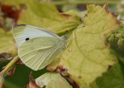 <i class='fa fa-user'></i>&nbsp;Ad Sprang&nbsp;|  Klein Koolwitje&nbsp; <i class='fa fa-eye'>&nbsp;40</i> &nbsp;<i class='fa fa-thumbs-up'>&nbsp;2</i> &nbsp; <i class='fa fa-comment-o'>&nbsp;3</i>