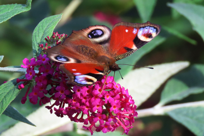 <i class='fa fa-user'></i>&nbsp;A. Soeting&nbsp;|  Dagpauwoog&nbsp; <i class='fa fa-eye'>&nbsp;36</i> &nbsp;<i class='fa fa-thumbs-up'>&nbsp;1</i> &nbsp; <i class='fa fa-comment-o'>&nbsp;2</i>