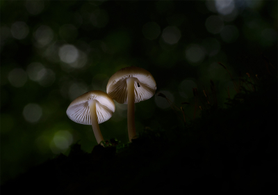 Afgelopen vrijdag en zaterdag aardig wat kilometertjes gemaakt in de Vijlenerbossen, op zoek naar paddenstoelen. Die zijn er nu volop.

Het voordeel van paddenstoelen fotograferen is dat ze niet wegrennen of wegvliegen. Ik neem me dan ook alle tijd hiervoor en probeer een beetje creatief bezig te zijn.

Bij deze een van de resultaten, er zat ook nog een bezoeker onder het helmpje van de rechter mycena.

Sony A7IV + 90mm Macro, uit de hand. Laag boven de grond, kijkend op het kantelbaar schermpje via LiveView. Camera beetje omhoog gericht en daarbij lettend op compositie en vooral ook achtergrond. Die werkte hier perfect mee.