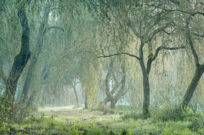 <i class='fa fa-user'></i>&nbsp;ErnovanDoorn&nbsp;|  Wilgenpad in de mist&nbsp; <i class='fa fa-eye'>&nbsp;84</i> &nbsp;<i class='fa fa-thumbs-up'>&nbsp;6</i> &nbsp; <i class='fa fa-comment-o'>&nbsp;8</i>