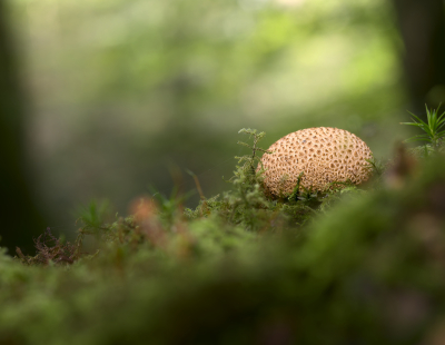 <i class='fa fa-user'></i>&nbsp;janvangastel&nbsp;|  Gele Aardappelbovist&nbsp; <i class='fa fa-eye'>&nbsp;69</i> &nbsp;<i class='fa fa-thumbs-up'>&nbsp;8</i> &nbsp; <i class='fa fa-comment-o'>&nbsp;6</i>