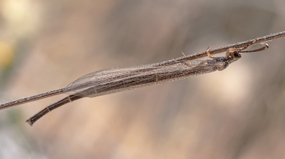 <i class='fa fa-user'></i>&nbsp;Johan van Gurp&nbsp;|  Macronemurus appendiculatus&nbsp; <i class='fa fa-eye'>&nbsp;54</i> &nbsp;<i class='fa fa-thumbs-up'>&nbsp;1</i> &nbsp; <i class='fa fa-comment-o'>&nbsp;1</i>