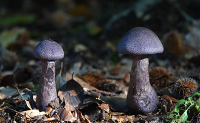 <i class='fa fa-user'></i>&nbsp;nelappelmelk&nbsp;|  Violette Gordijnzwam&nbsp; <i class='fa fa-eye'>&nbsp;73</i> &nbsp; <i class='fa fa-comment-o'>&nbsp;3</i>