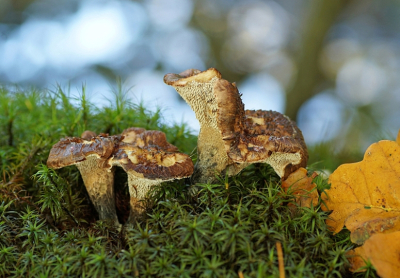 <i class='fa fa-user'></i>&nbsp;Jelle Bakker&nbsp;|  Blauwvoetstekelzwam&nbsp; <i class='fa fa-eye'>&nbsp;42</i> &nbsp; <i class='fa fa-comment-o'>&nbsp;0</i>