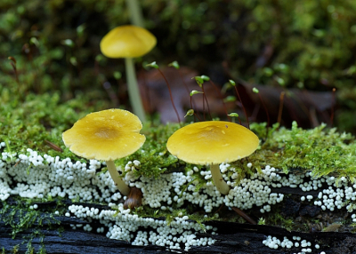 <i class='fa fa-user'></i>&nbsp;Jelle Bakker&nbsp;|  Goudgele Hertenzwam&nbsp; <i class='fa fa-eye'>&nbsp;47</i> &nbsp; <i class='fa fa-comment-o'>&nbsp;1</i>