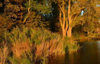 <i class='fa fa-user'></i>&nbsp;B.M.Schouten-Ruis&nbsp;|  Kralingse Bos&nbsp; <i class='fa fa-eye'>&nbsp;53</i> &nbsp; <i class='fa fa-comment-o'>&nbsp;1</i>