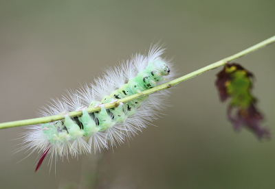 <i class='fa fa-user'></i>&nbsp;Paul Vandebroek&nbsp;|  Meriansborstel&nbsp; <i class='fa fa-eye'>&nbsp;63</i> &nbsp; <i class='fa fa-comment-o'>&nbsp;5</i>