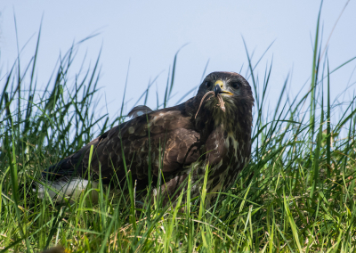 <i class='fa fa-user'></i>&nbsp;Eef Kieft&nbsp;|  Zandhagedis&nbsp; <i class='fa fa-eye'>&nbsp;104</i> &nbsp;<i class='fa fa-thumbs-up'>&nbsp;2</i> &nbsp; <i class='fa fa-comment-o'>&nbsp;2</i>