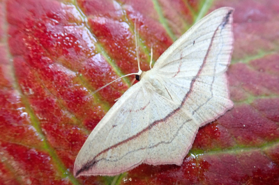 <i class='fa fa-user'></i>&nbsp;A. Soeting&nbsp;|  Lieveling&nbsp; <i class='fa fa-eye'>&nbsp;59</i> &nbsp; <i class='fa fa-comment-o'>&nbsp;3</i>