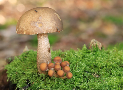 <i class='fa fa-user'></i>&nbsp;Tineke Strijbosch&nbsp;|  Gewone Berkenboleet&nbsp; <i class='fa fa-eye'>&nbsp;57</i> &nbsp; <i class='fa fa-comment-o'>&nbsp;3</i>