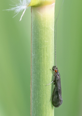 <i class='fa fa-user'></i>&nbsp;Johan van Gurp&nbsp;|  Mystacides azurea&nbsp; <i class='fa fa-eye'>&nbsp;45</i> &nbsp;<i class='fa fa-thumbs-up'>&nbsp;1</i> &nbsp; <i class='fa fa-comment-o'>&nbsp;4</i>