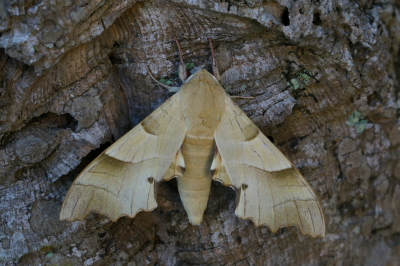 Marumba quercus / Eikenpijlstaart / Oak Hawk-moth