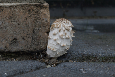 Natuur in de verdrukking.

Onze kleinzoon attendeerde mij in het voorbij lopen op een doorbrekende paddenstoel, strak tegen de muur van een appartementengebouw.
Deze stenige omgeving met brede trottoirs laat nagenoeg geen ruimte voor de natuur maar daar dacht deze Geschubde Inktzwam anders over.
Gefotografeerd vanaf een rijstzak plat op het trottoir.