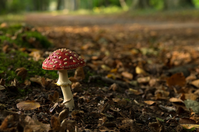 <i class='fa fa-user'></i>&nbsp;Willem Verhagen&nbsp;|  Vliegenzwam&nbsp; <i class='fa fa-eye'>&nbsp;65</i> &nbsp;<i class='fa fa-thumbs-up'>&nbsp;1</i> &nbsp; <i class='fa fa-comment-o'>&nbsp;6</i>